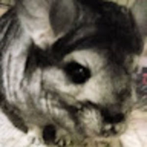 Meet your Posher, Britten